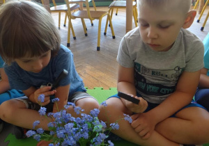 Chłopcy obserwują kolor kwiatów